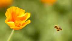 蜂蜜蜜蜂飞行eschscholzia加利福尼亚黄色的橙色