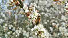 蜜蜂收集花蜜白色花