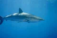 白色鲨鱼水下古巴加勒比海