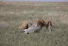 夫妇狮子吃斑马野生危险的哺乳动物非洲萨凡纳肯尼亚