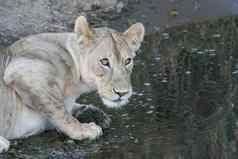 狮子浇水的地方野生危险的哺乳动物非洲萨凡纳肯尼亚