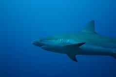 白色鲨鱼水下古巴加勒比海