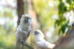愤怒的白色凤头鹦鹉sulphur-crested凤头鹦鹉Cacatuagalerita
