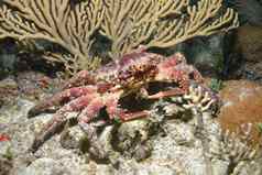 古巴珊瑚生活水下