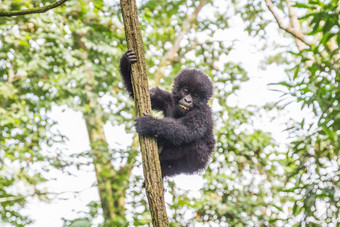婴儿山大猩猩树维龙加国家公园