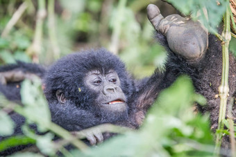 婴儿银背大猩猩山大猩猩维龙加国家公园