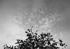 黑白图像无花果热带榕属植物benjamina影子