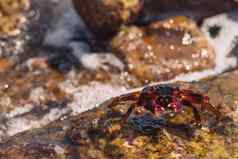 湿海蟹石头阳光明媚的夏天一天