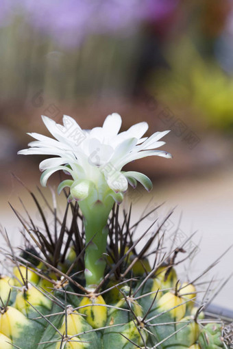 白色仙人掌花