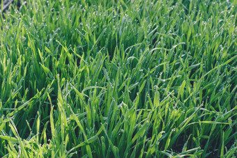 新鲜的绿色小麦草