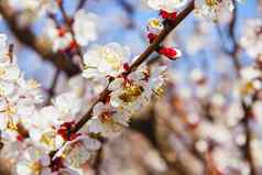 蜜蜂授粉年轻的树花花园蜜蜂收集