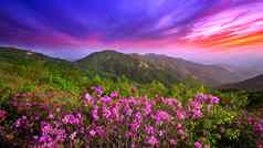 美丽的粉红色的花山日落hwangmaesan山南韩国