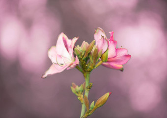 兰花树紫色的<strong>紫荆花紫荆花</strong>杂色林恩