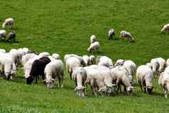 羊群绿色草地春天字段梅多斯