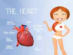 心血管系统