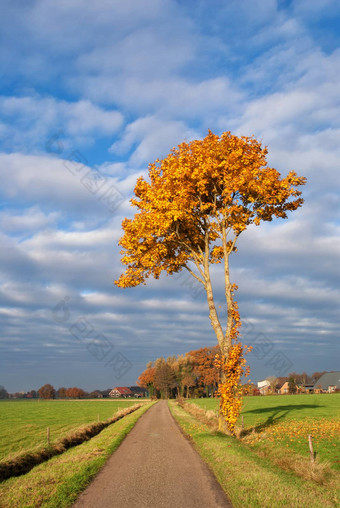 秋天彩色树
