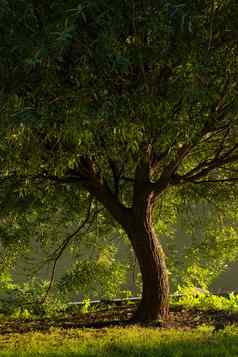 童话风格图像森林场景湖树充满活力的日落