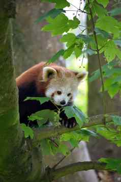 红色的熊猫树福塔野生动物公园