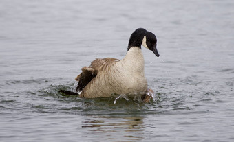 孤立的照片<strong>意味</strong>深长地游泳加拿大鹅