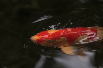 锦 鲤鱼鲤属卡皮奥haematopterus