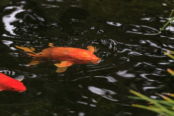 锦 <strong>鲤鱼</strong>鲤属卡皮奥haematopterus