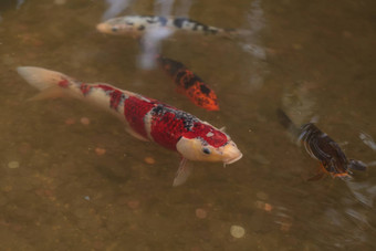 锦 鲤鱼鲤属卡皮奥haematopterus