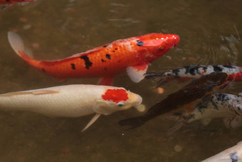 锦 鲤鱼鲤属卡皮奥haematopterus