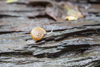 蜗牛抓树桩蜗牛一切蜗牛蜗牛木唱