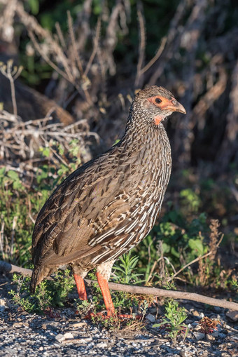 的<strong>红</strong>spurfowl