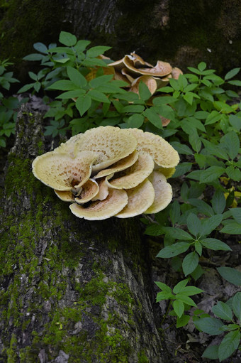 蘑菇polyporussquamosus日益增长的树polyporussquamosus
