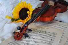 小提琴向日葵