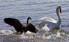 图片加拿大鹅攻击天鹅湖