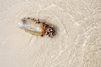 海贝壳塑料瓶海滩