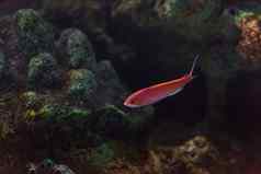 粉红色的Bicoloranthias鱼