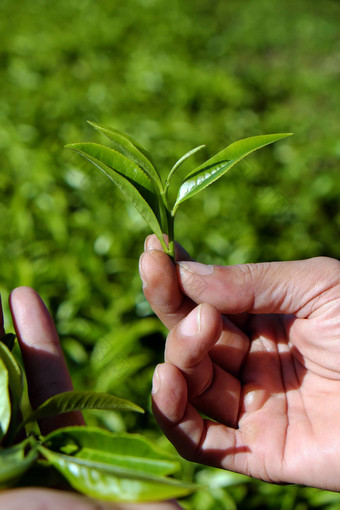 男人。手选择茶叶