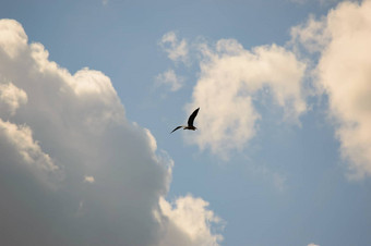 鸟飞行高天空白色云