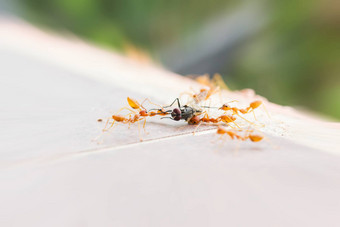 坏运气飞飞房子牺牲蚂蚁团队更宽松的飞行屋