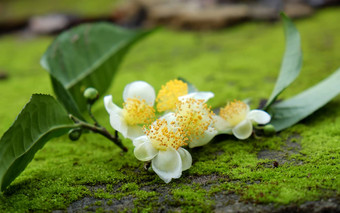 茶叶茶花