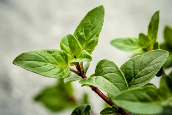 特写镜头牛至叶子草花园新鲜的牛至草