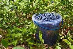 桶蓝莓