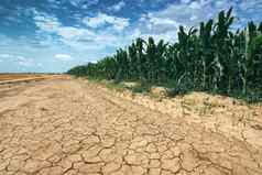 玉米作物日益增长的干旱条件