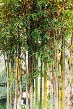 竹子树背景花园