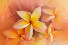 浪漫的软情绪颜色鸡蛋花黄色的粉红色的柔和的花