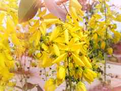花金淋浴树桂皮瘘黄色的群湿
