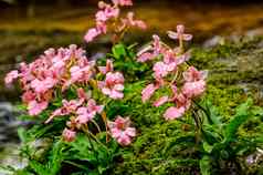 Pink-Lipped杜鹃花Habenaria粉红色的提前龙花