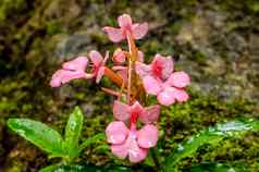 Pink-Lipped杜鹃花Habenaria粉红色的提前龙花