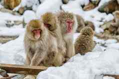 日本雪猴子短尾猿热春天温泉地狱丹公园