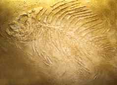 巨大的鱼化石