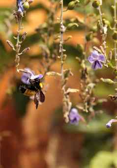 黑色的黄色的西方熊蜜蜂bombus