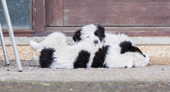 边境牧羊犬小狗睡觉农场